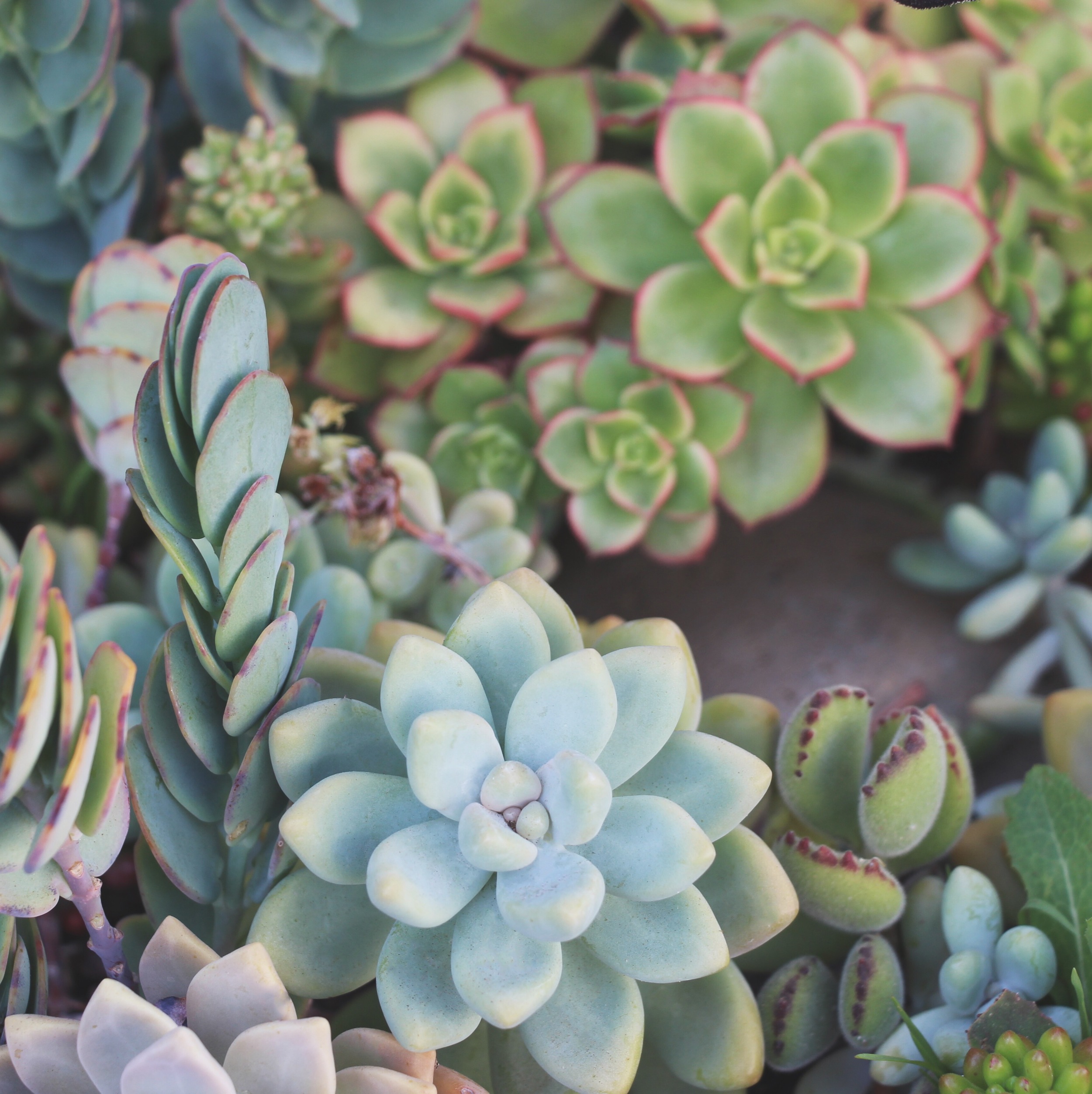 Succulent Inspo  Needles + Leaves
