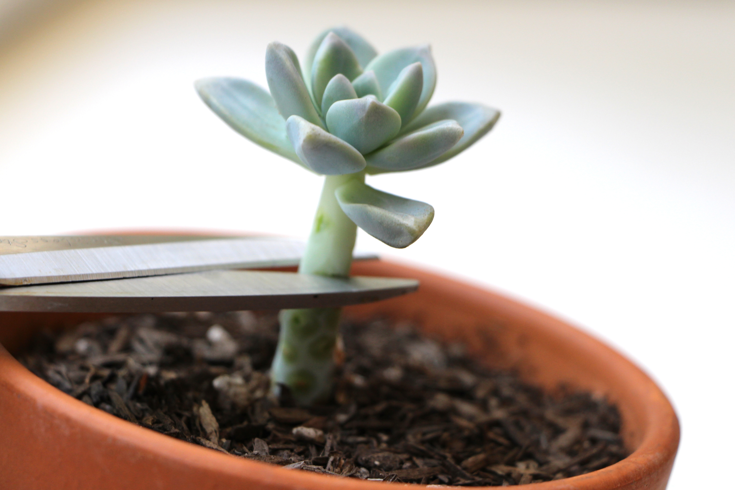Propagating Succulents — Needles + Leaves