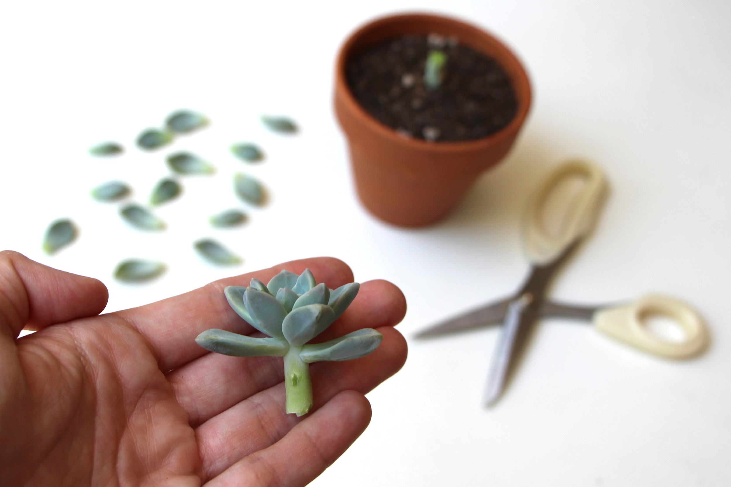 Propagating Succulents — Needles + Leaves