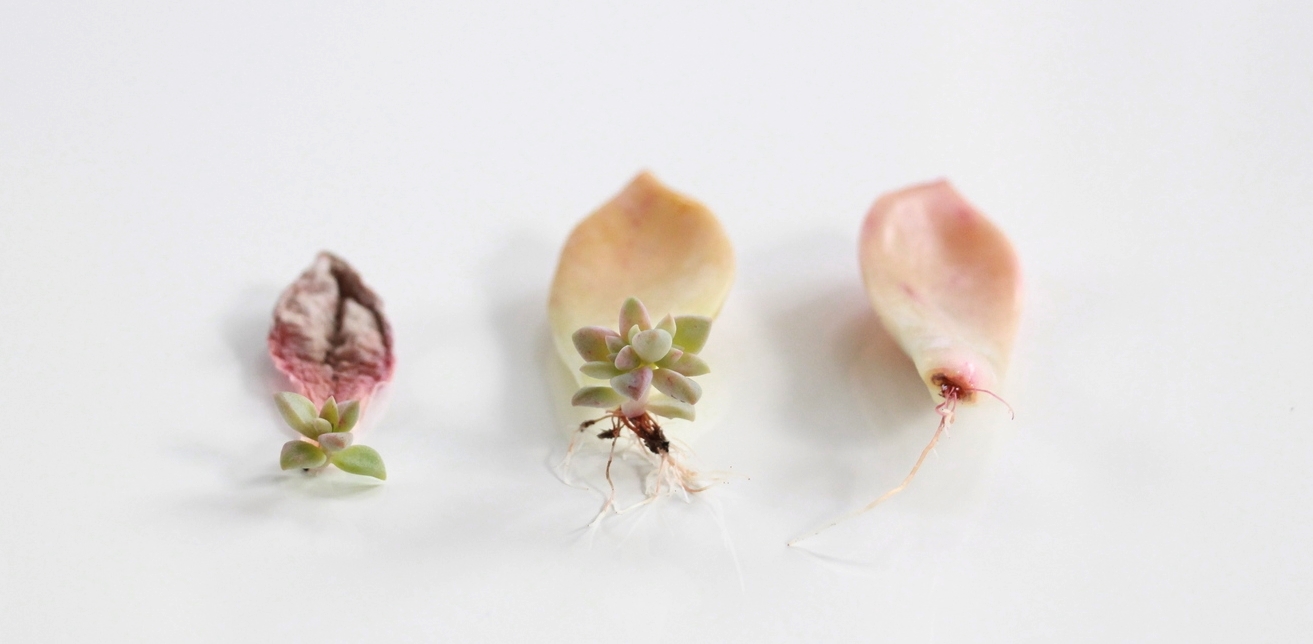 Propagating Succulents  Needles + Leaves