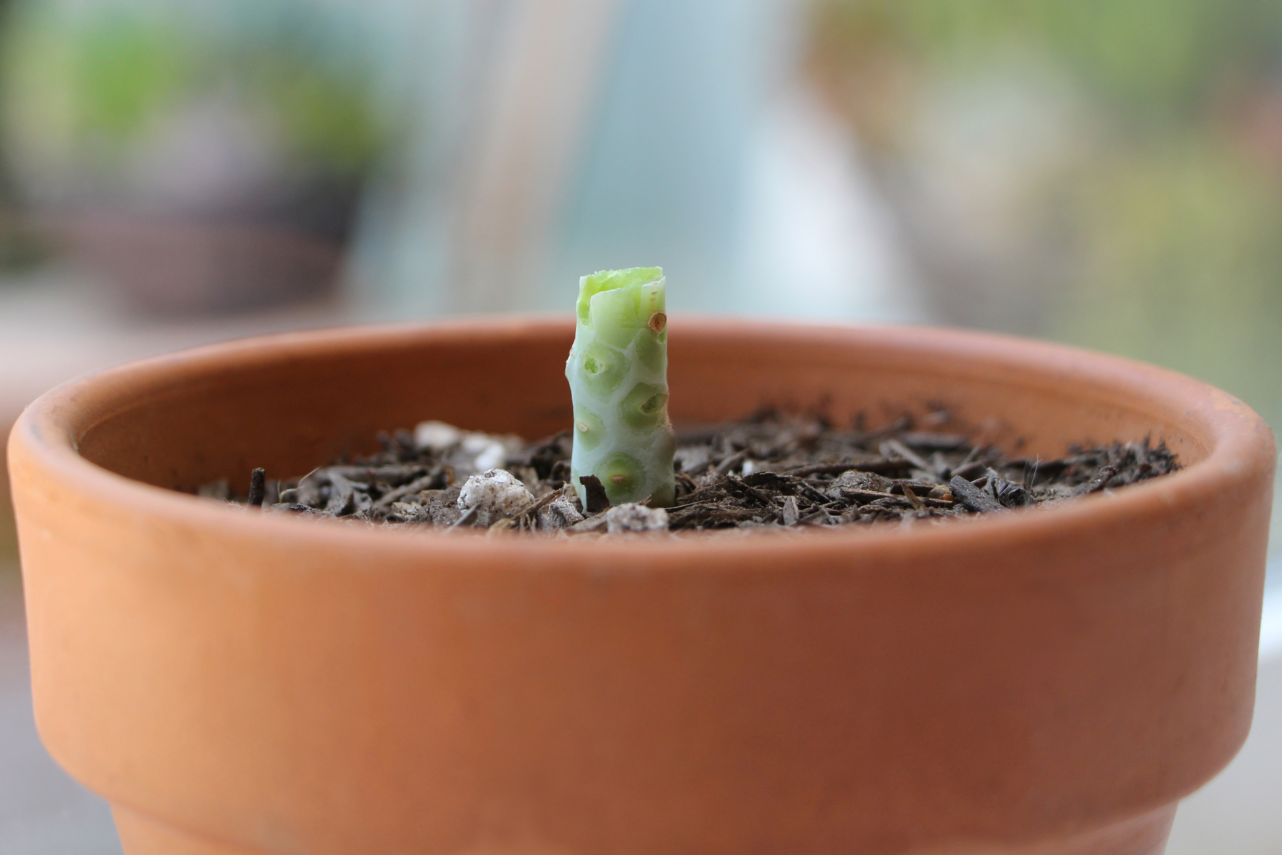 Propagating Succulents — Needles + Leaves