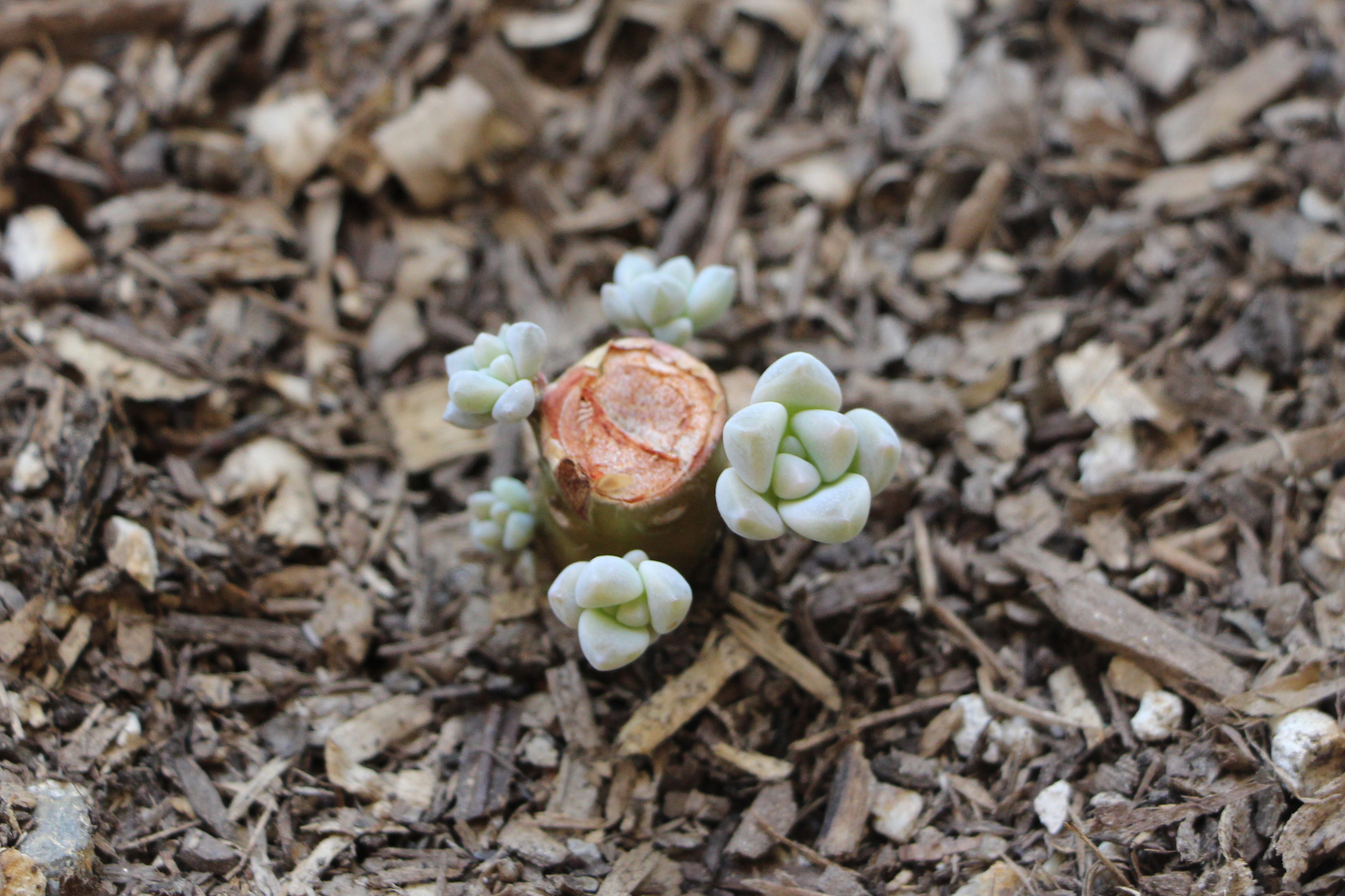 Propagating Succulents  Needles + Leaves