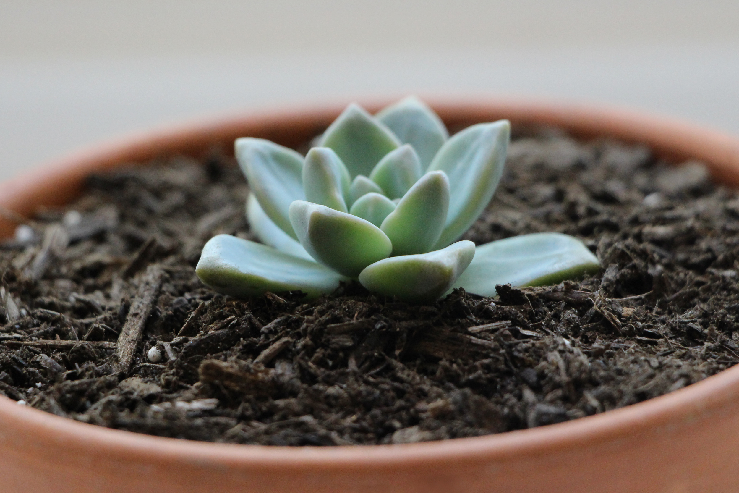 Propagating Succulents  Needles + Leaves