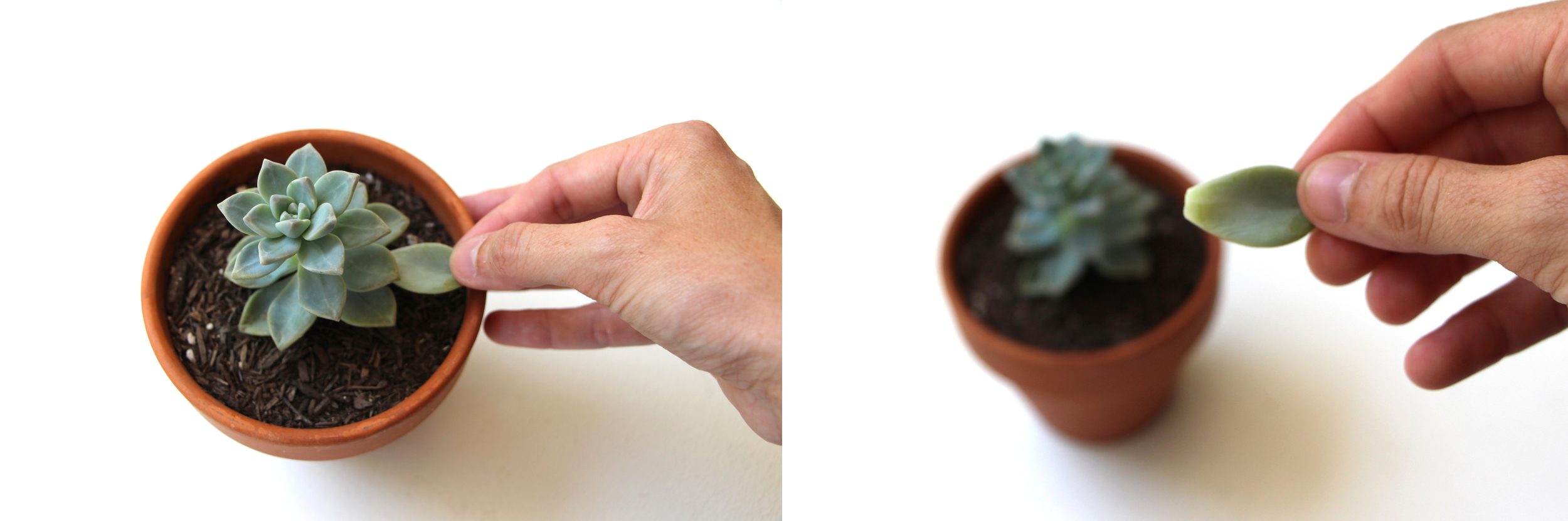 Propagating Succulents  Needles + Leaves