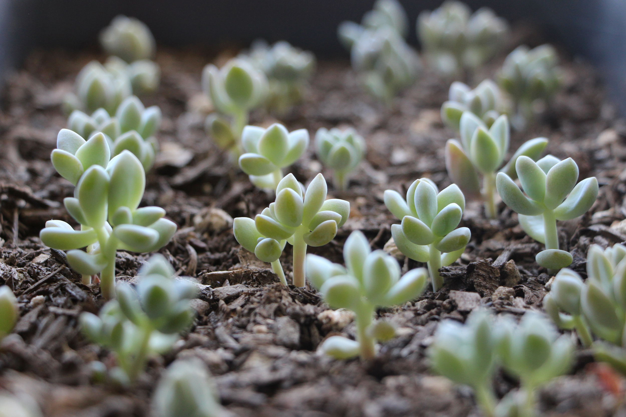 Propagating Succulents  Needles + Leaves