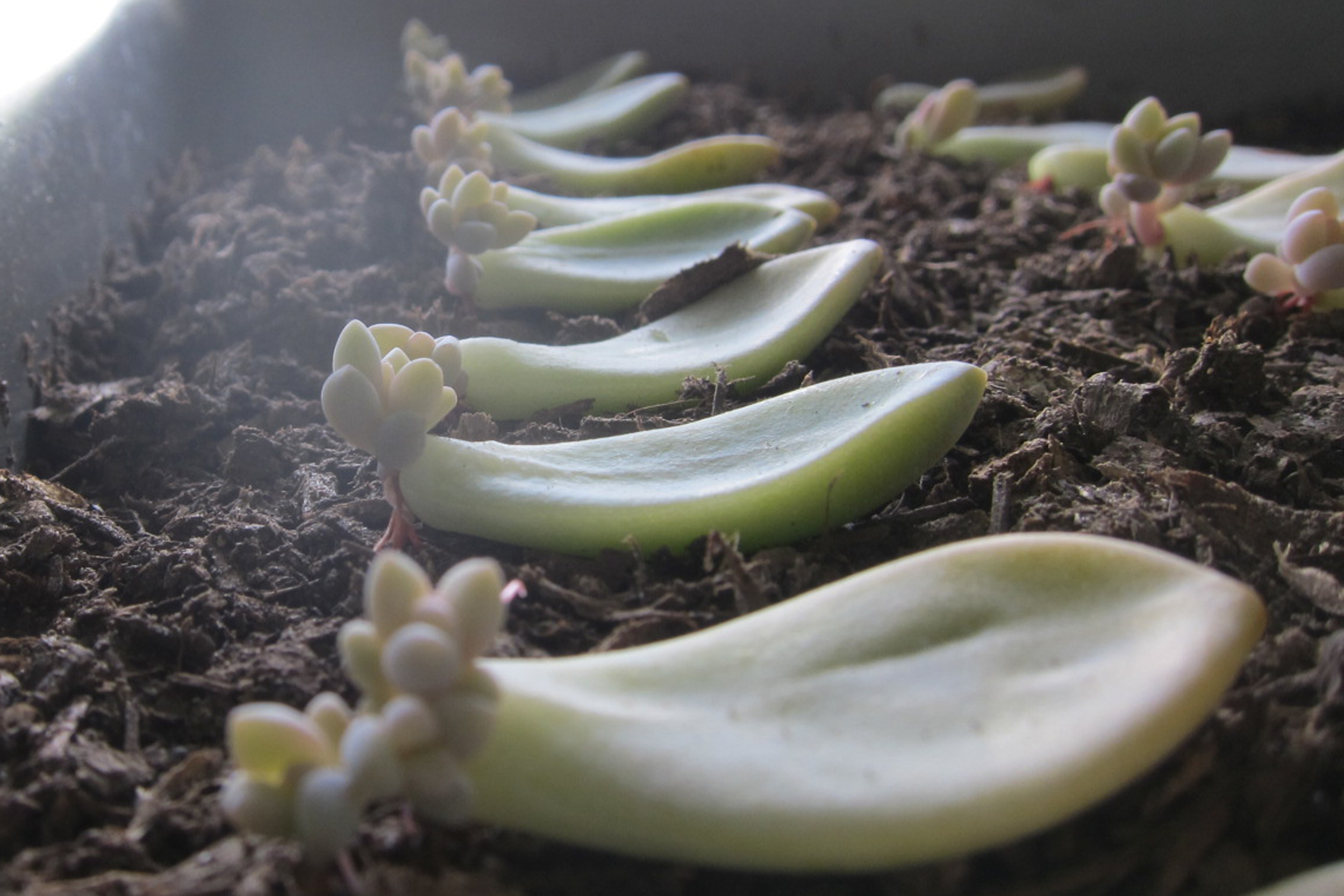 Propagating Succulents  Needles + Leaves