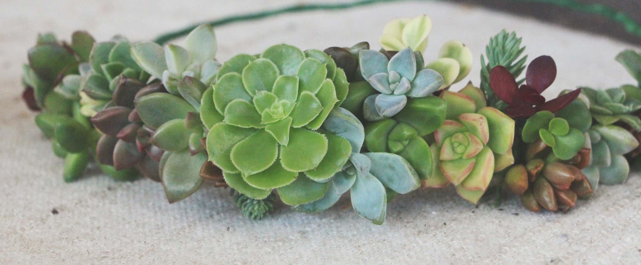 DIY Succulent Crown — Needles + Leaves display picture 3
