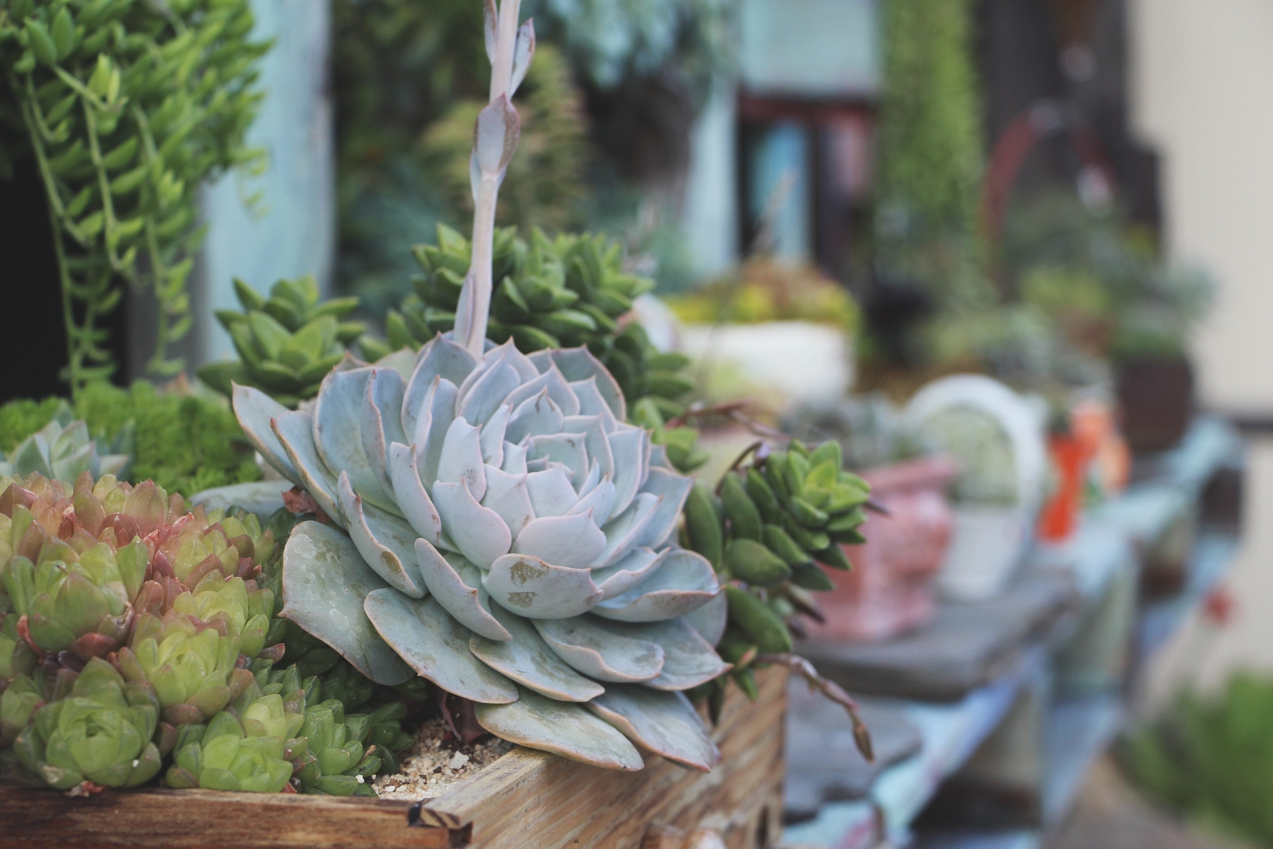where buy plant pots 4 inch Solid White Ceramic Planter with Metal Stand - Shop Succulent Cactus  Pots main image 1