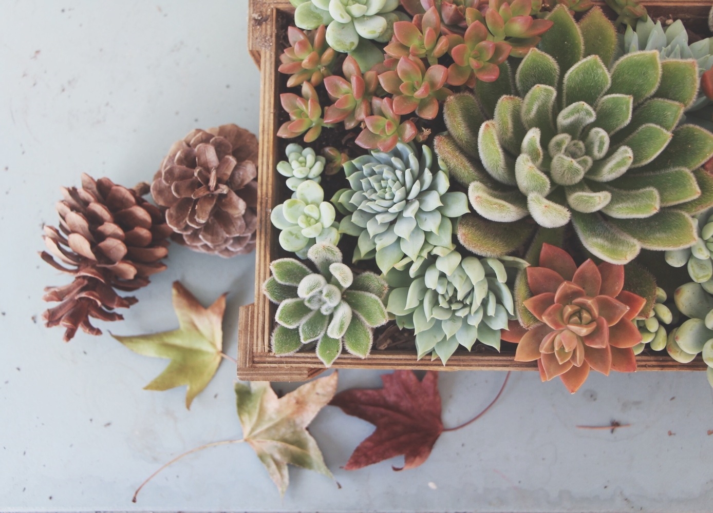 Arranging Succulents  Needles + Leaves