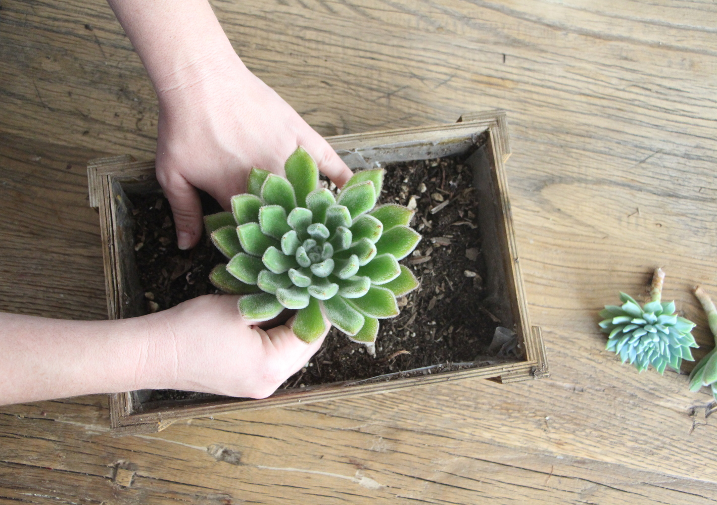 Arranging Succulents  Needles + Leaves