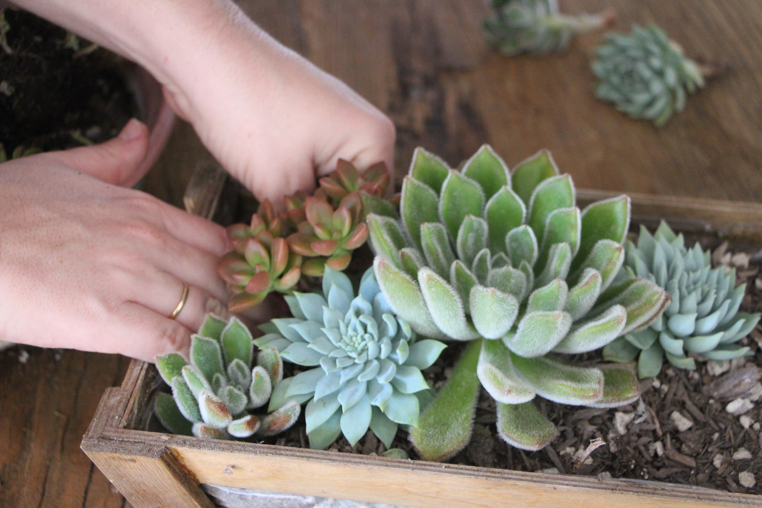 Arranging Succulents  Needles + Leaves