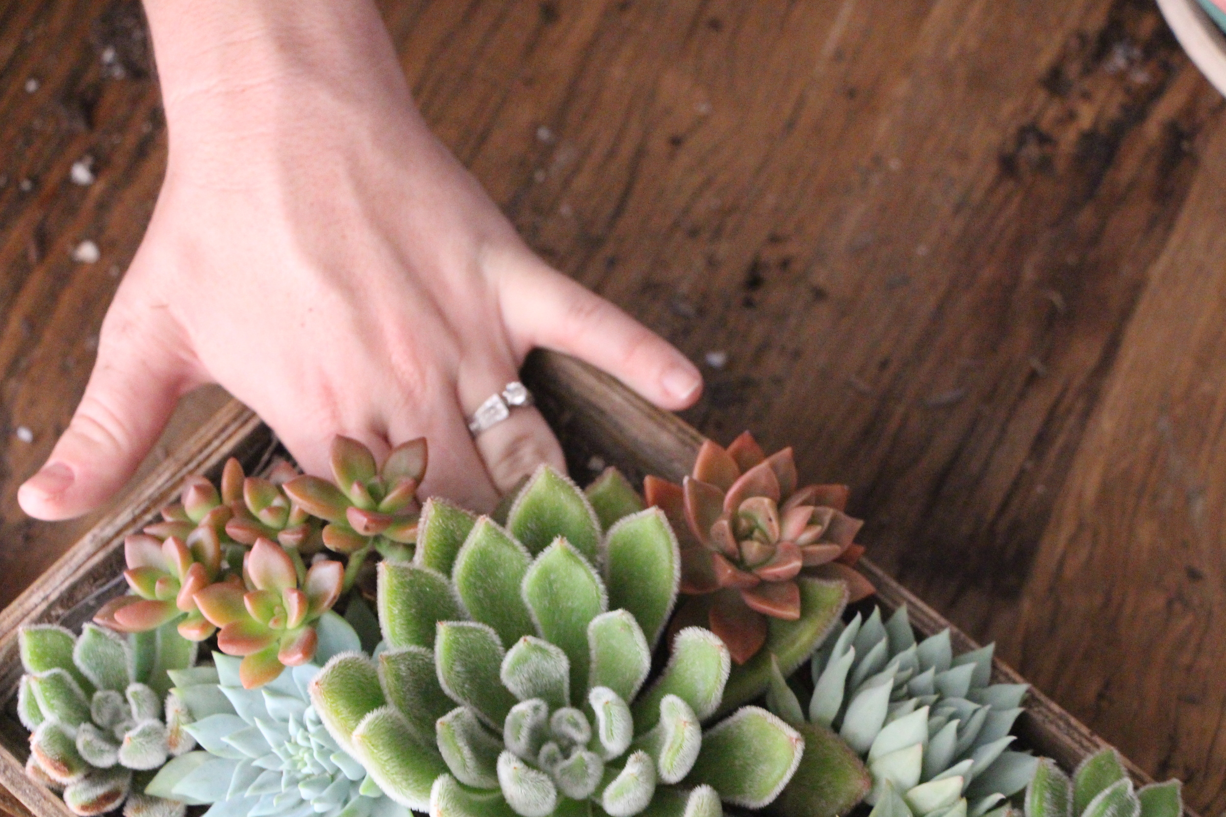 Arranging Succulents  Needles + Leaves