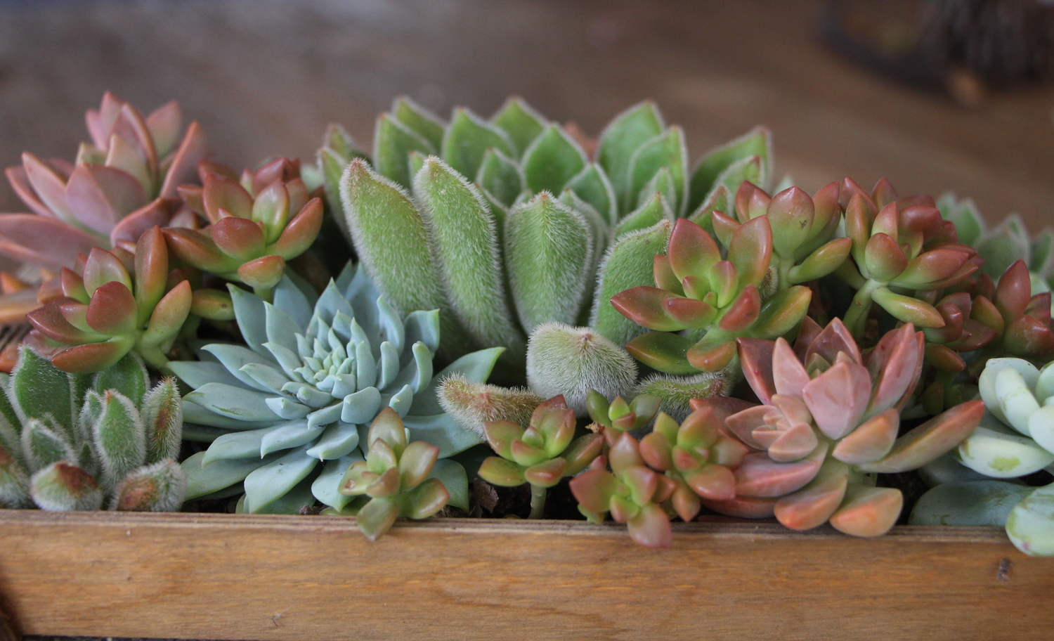 Arranging Succulents  Needles + Leaves
