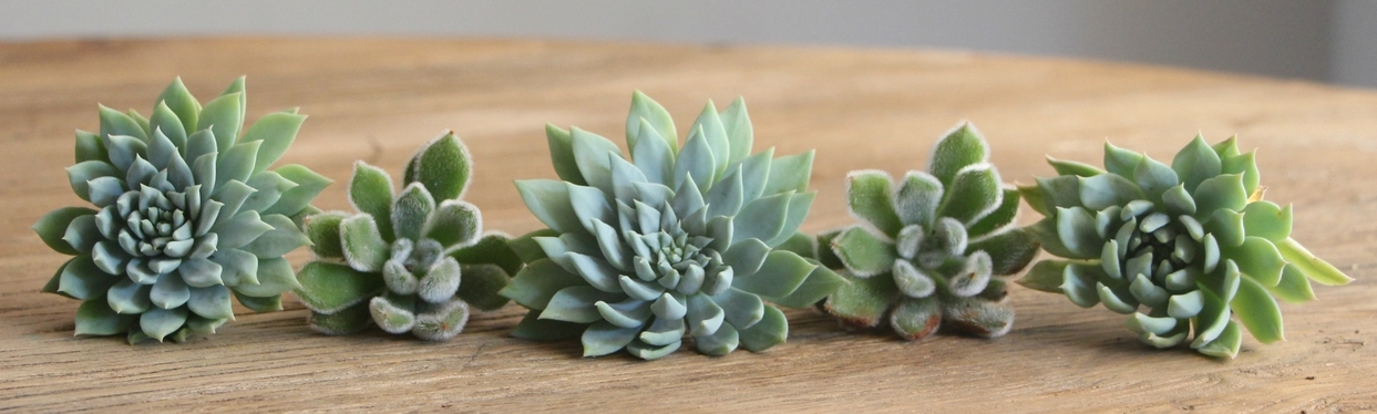 Arranging Succulents  Needles + Leaves