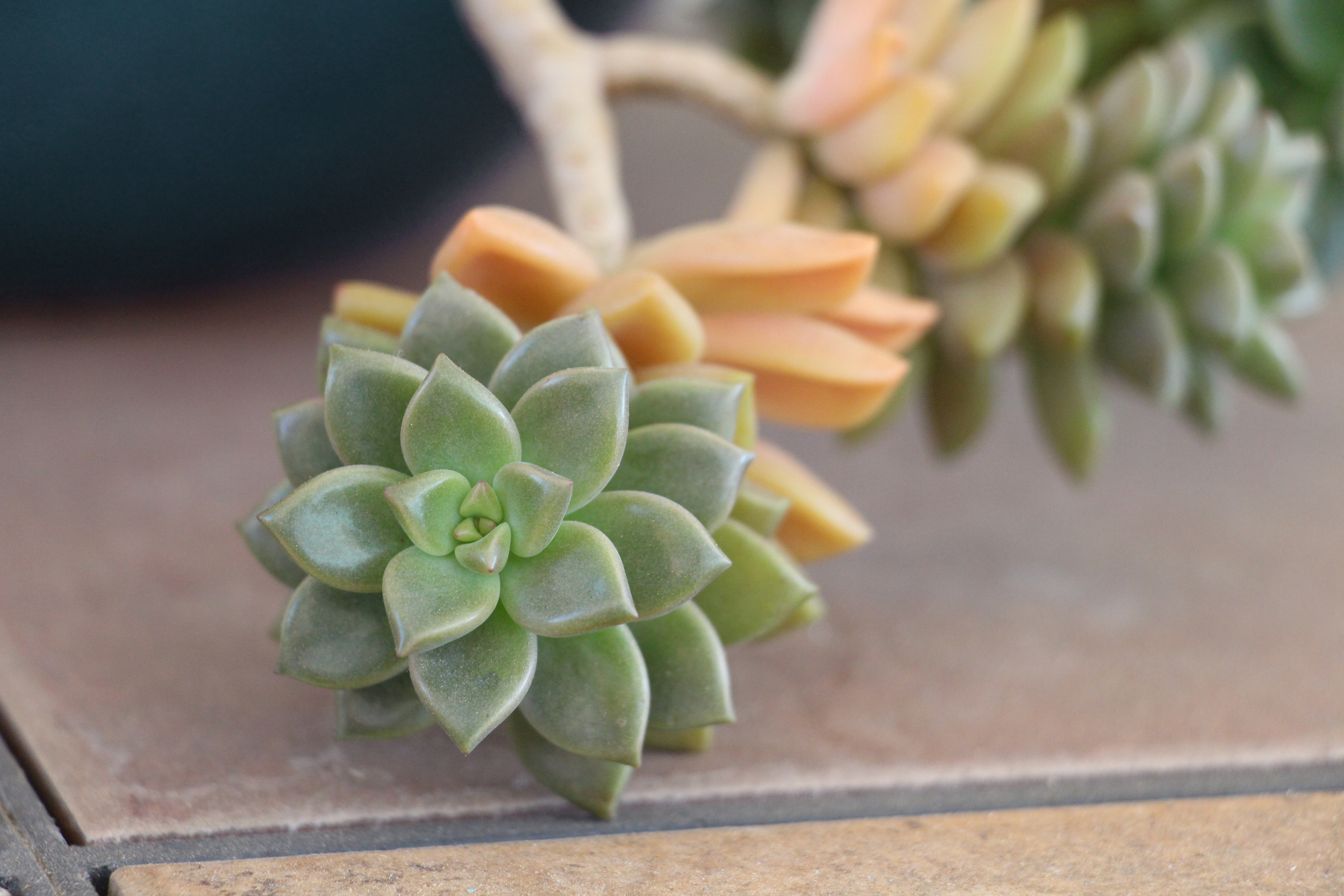 Seaside Succulents: A Garden Tour  Needles + Leaves