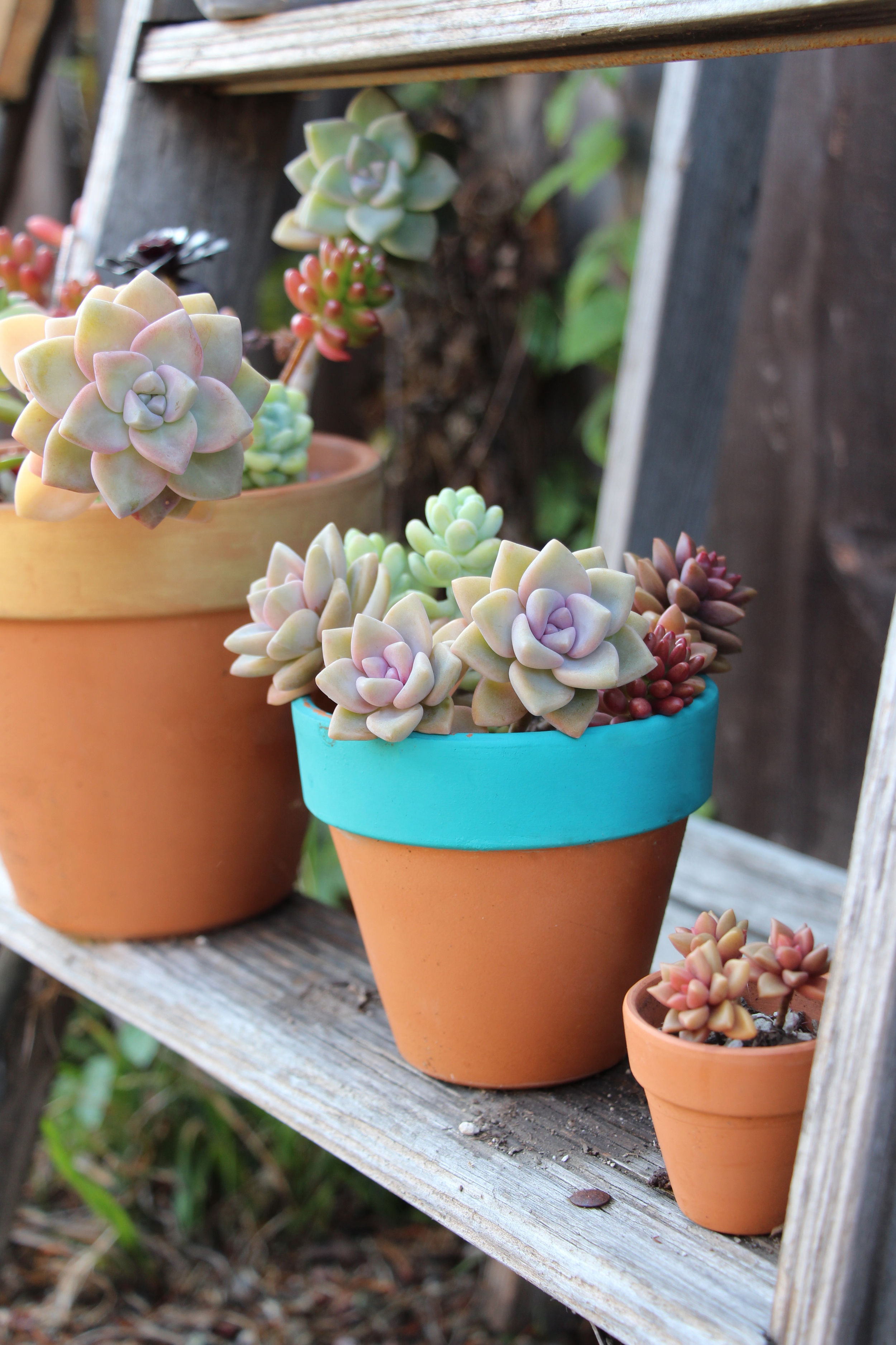 Seaside Succulents: A Garden Tour  Needles + Leaves