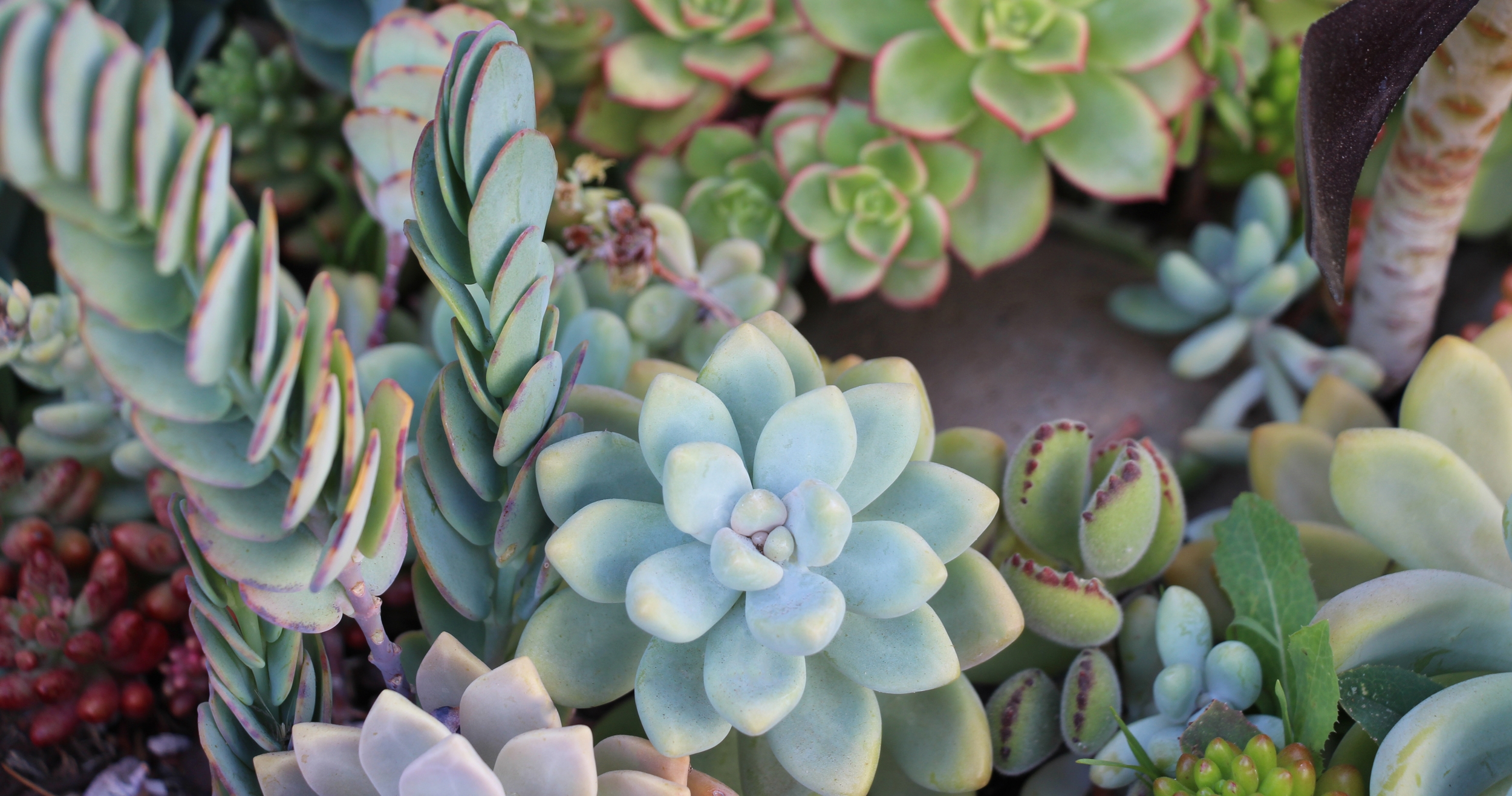 Seaside Succulents: A Garden Tour  Needles + Leaves