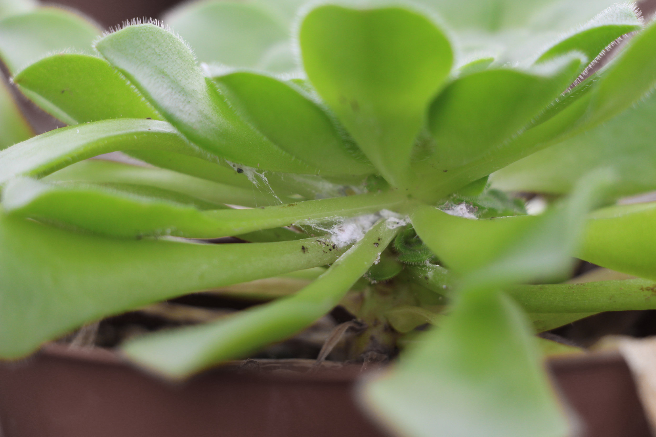 How to Save your Succulents from Mealybugs  Needles + Leaves