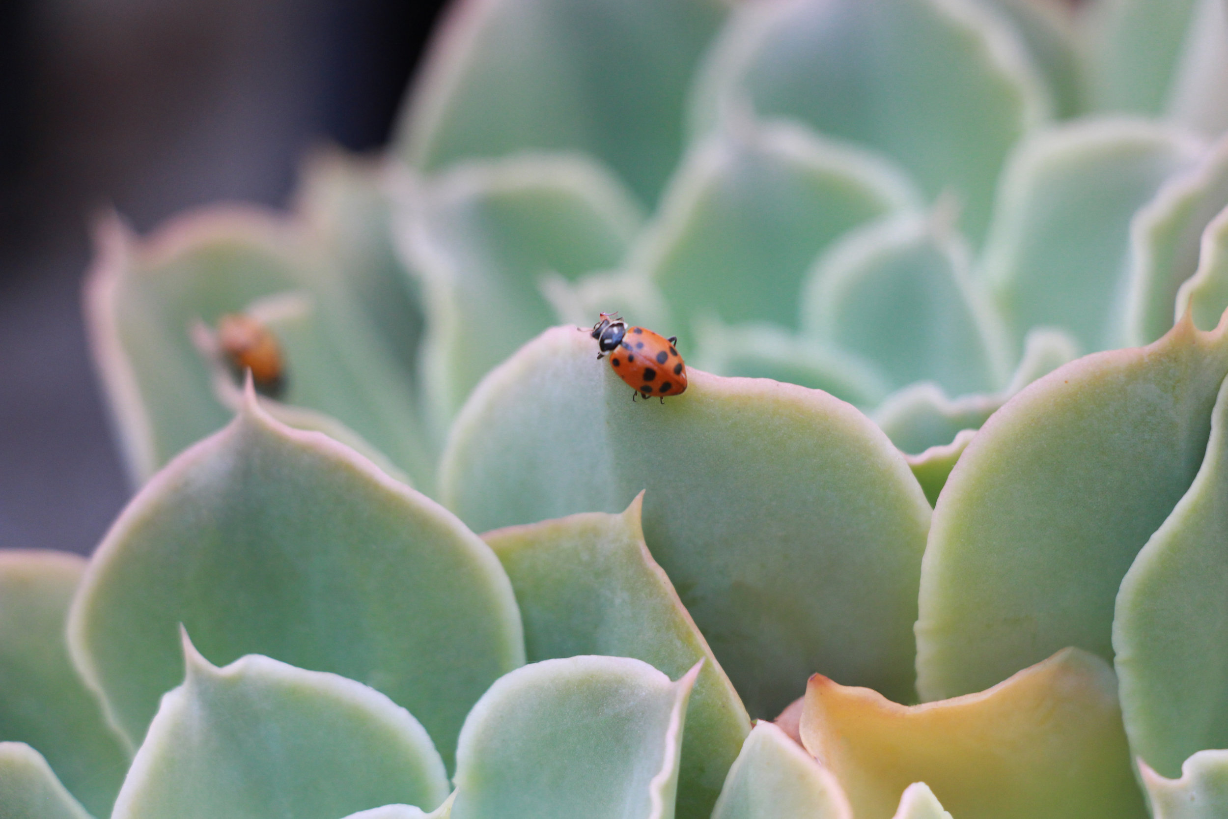 succulent plants cost 2